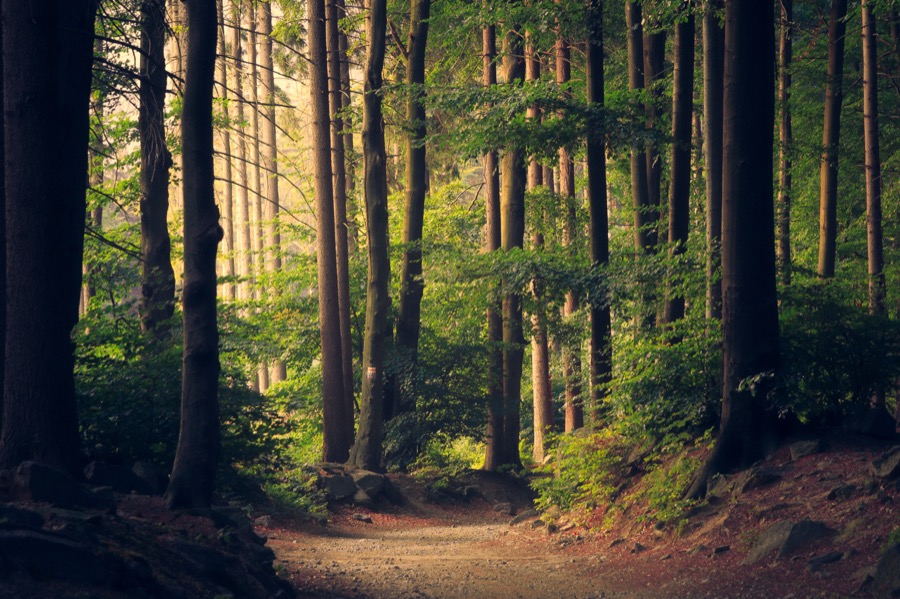 Walking meditation can easily be practiced in the forrest